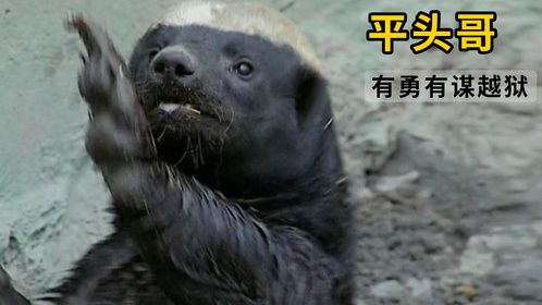 平头哥挖地洞去干狮子，屡次越狱，有勇有谋！