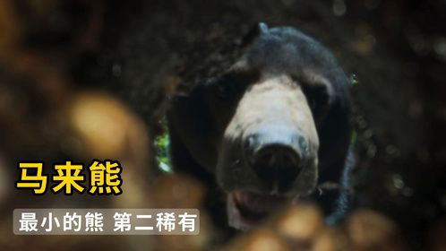 马来熊，一只爱吃蜂蜜的熊，世界上最小的熊！