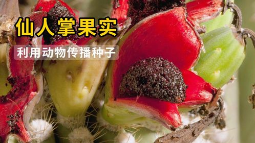 沙漠仙人掌成熟后通过动物们播种的故事，龙血树独特的造型！