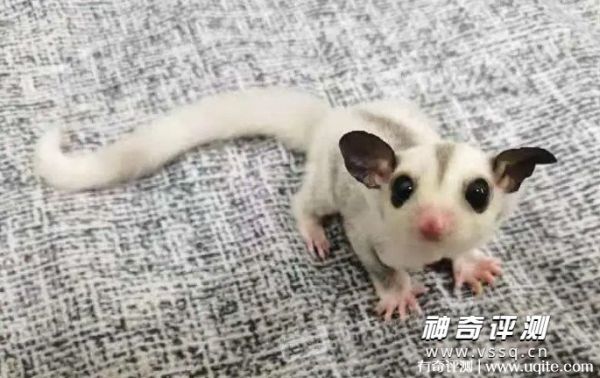 蜜袋鼯多少钱一只 500元到800元左右