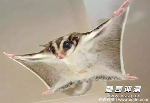 蜜袋鼯多少钱一只 500元到800元左右