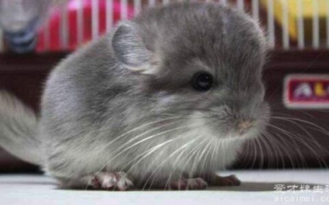龙猫多少钱一只？500元左右就能买到