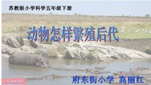 《2 动物怎样繁殖后代》PPT课件(山西省市级优课).ppt