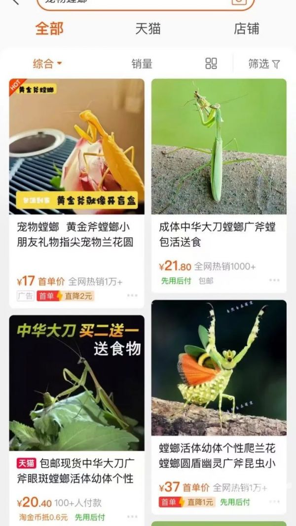 记者又以“宠物蟑螂”为关键词在电商平台搜索,
