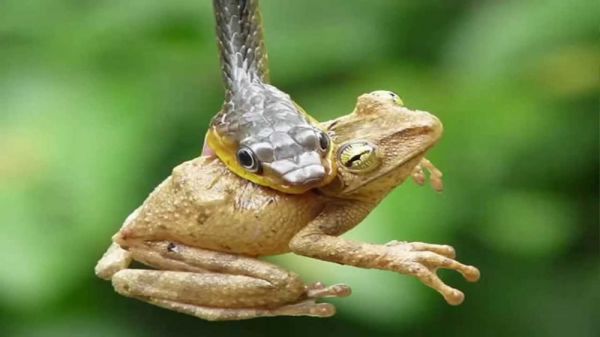 Conociendo que comen las serpientes naturalmente