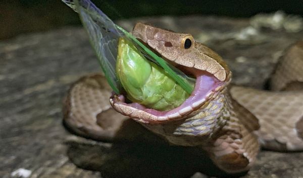 ¿Qué comen las serpientes, pueden ser vegetarianas?