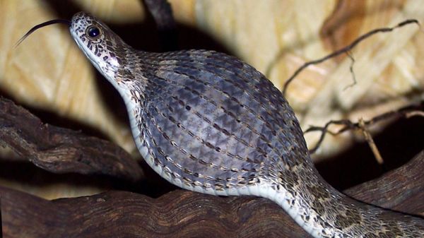 ¿Qué comen las serpientes además de otros animales? 