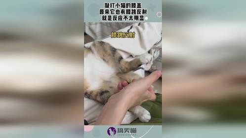 敲打小猫的膝盖，原来它也有膝跳反射，就是反应不太明显！