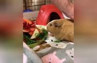 豚鼠宝宝：萌宠的可爱与铲屎官的美食艺术