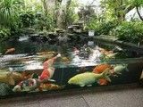 上海鱼缸定制松江卖鱼缸的地方定制鱼缸观赏鱼专卖批发