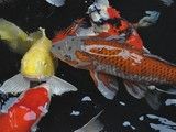 上海鱼缸定制松江卖鱼缸的地方定制鱼缸