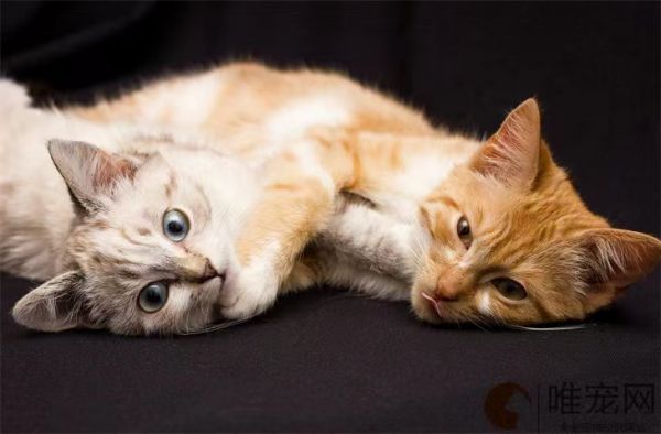 猫容易得的三大疾病 如何预防
