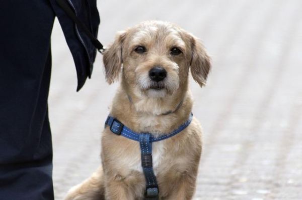Häufige Erkrankungen bei Hunden und deren präventive Maßnahmen