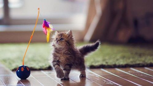 挑选宠物猫,关注健康与性格。