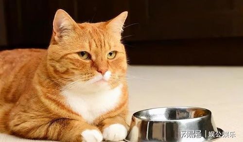 挑选宠物猫,关注健康与性格。