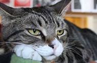 不同宠物猫品种的特点与养护指南