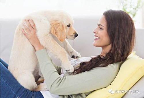 宠物狗口腔护理,呵护健康笑容