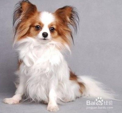 宠物狗口腔护理,呵护健康笑容