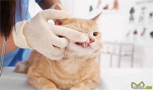 你了解宠物犬的牙齿疾病吗？该如何预防和治疗呢？