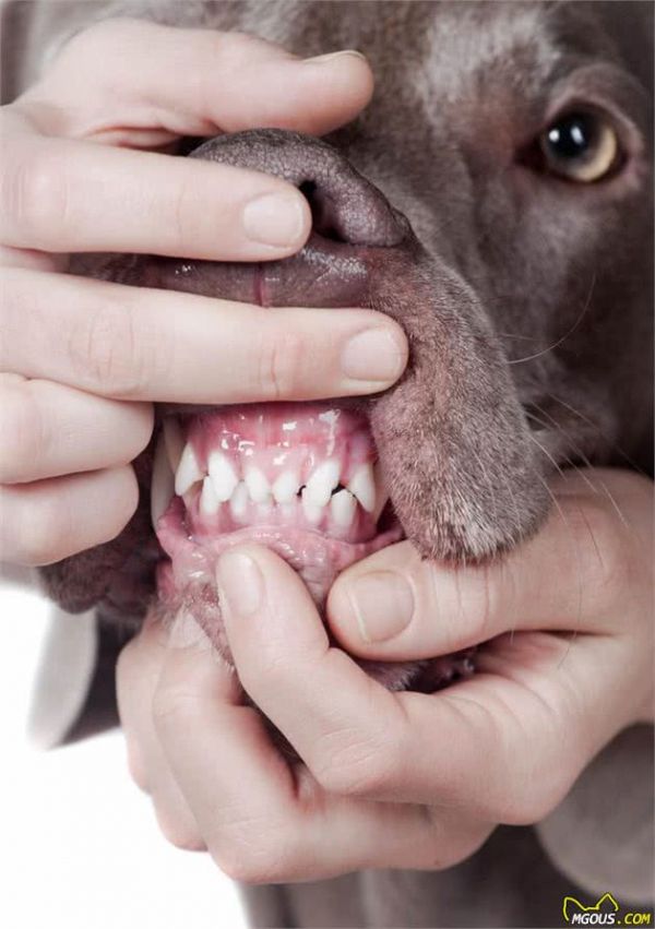 你了解宠物犬的牙齿疾病吗？该如何预防和治疗呢？