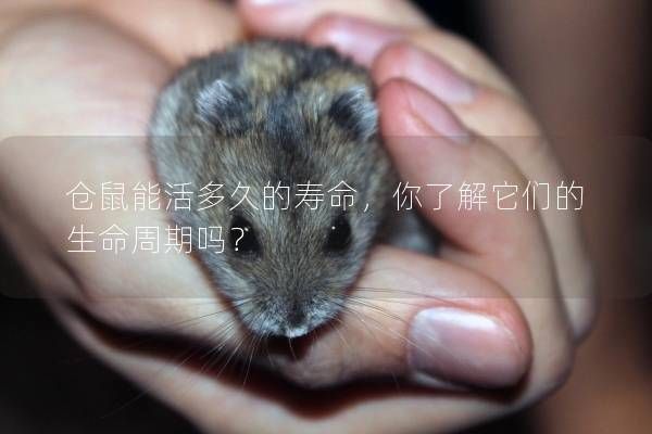 仓鼠能活多久的寿命，你了解它们的生命周期吗？