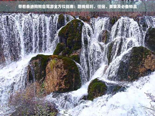 带着泰迪狗狗自驾游全方位指南：路线规划、住宿、美食及必备物品