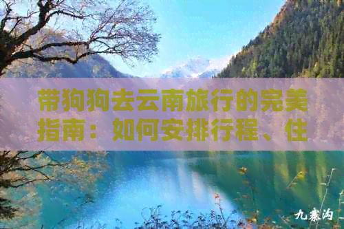 带狗狗去云南旅行的完美指南：如何安排行程、住宿和注意事项