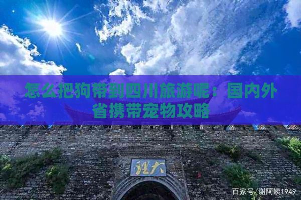 怎么把狗带到四川旅游呢：国内外省携带宠物攻略