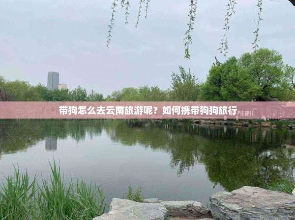 带狗怎么去云南旅游呢？如何携带狗狗旅行