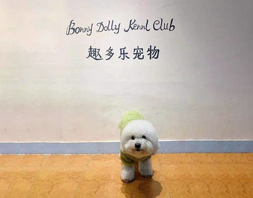 学校里为何会有狗狗作为宠物呢?