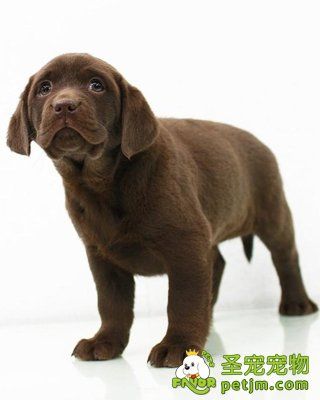 拉布拉多犬
