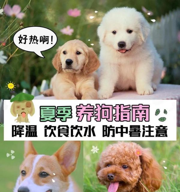 如何选择养宠物省钱又有趣（以养什么小宠物便宜为主题的指南）