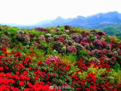 ​世界上唯一的杜鹃花森林公园，贵州5A级景区---百里杜鹃