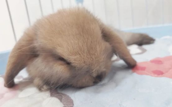 荷兰垂耳兔如何繁殖？原来是这样？