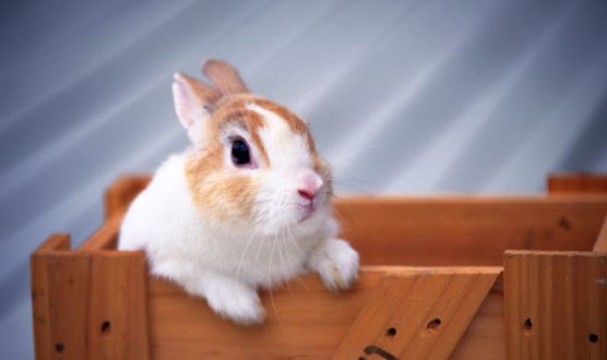 兔子繁殖速度如何？想养的人来看看！