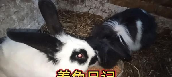 探究怀孕的兔子的特征（兔子怀孕的周期、繁殖能力与行为）