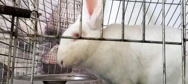 探究怀孕的兔子的特征（兔子怀孕的周期、繁殖能力与行为）