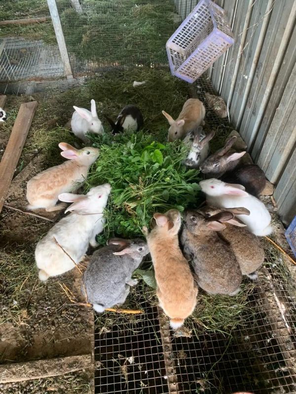 宠物兔繁育赚钱吗现在-宠物兔子繁殖场
