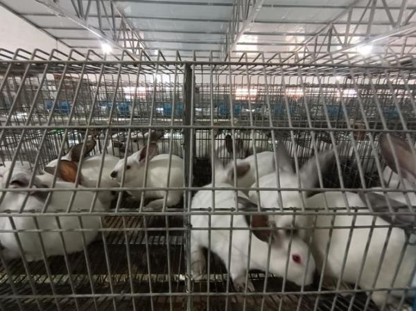 宠物兔繁育赚钱吗现在-宠物兔子繁殖场