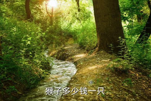 猴子多少钱一只