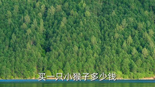 买一只小猴子多少钱