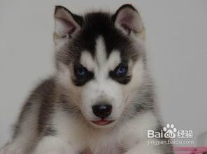 哈士奇幼犬,营养食谱大公开!