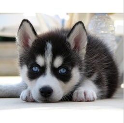 哈士奇幼犬,营养食谱大公开!