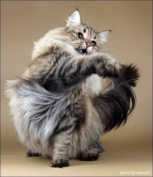 宠物猫毛发养护与换毛技巧