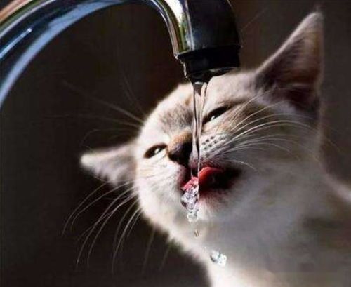 “猫咪牙垢软化小妙招,宠物护理必备!”
