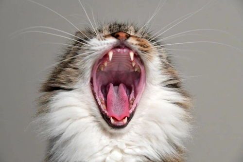 “猫咪牙垢软化小妙招,宠物护理必备!”
