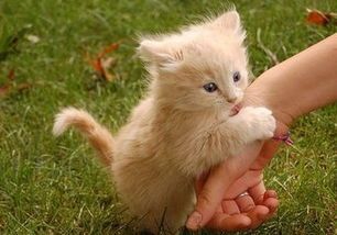 了解小猫习性,掌握养护技巧。