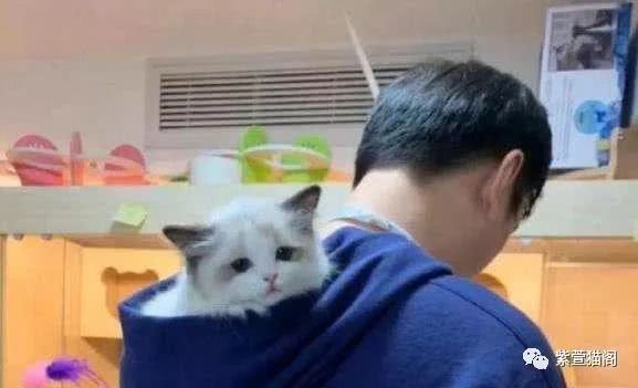 塞凯猫售价亲民,宠物新宠。