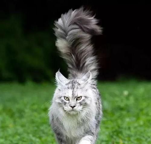 养护缅因猫的必备技巧（从食谱到日常护理，这些关键点让你成为专业缅因猫父母）