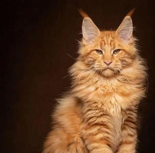 养护缅因猫的必备技巧（从食谱到日常护理，这些关键点让你成为专业缅因猫父母）